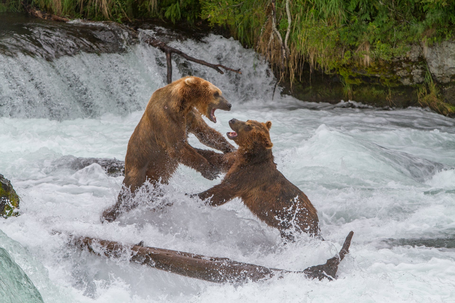 Food Fight