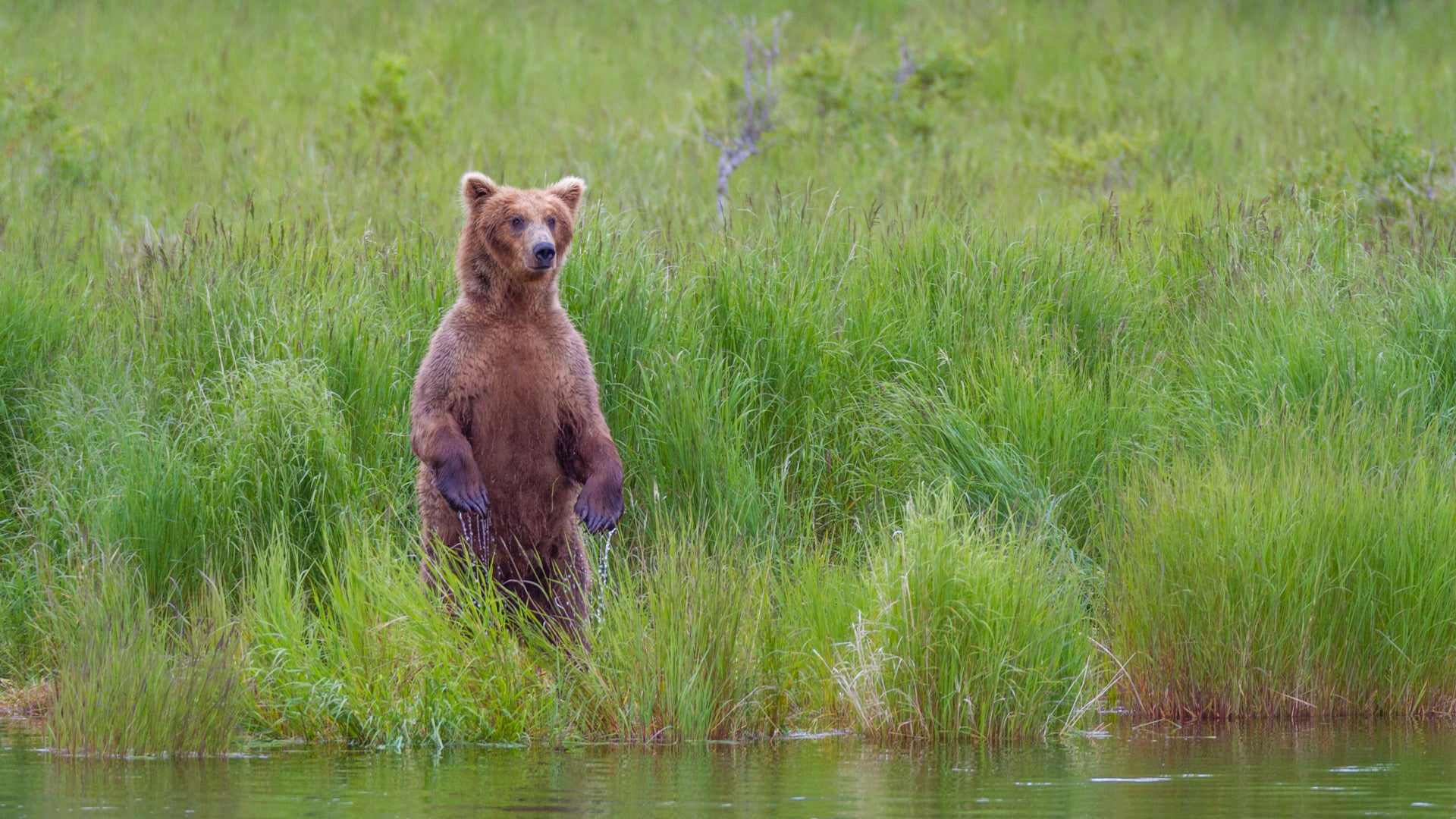 Standing Bear