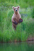 Looking Bear