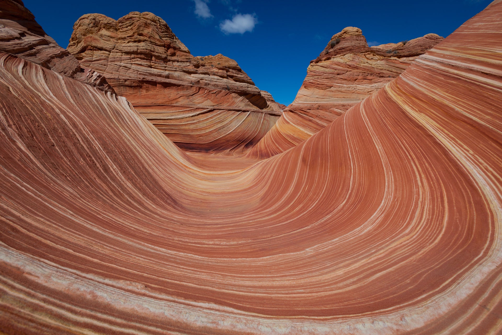 The Wave