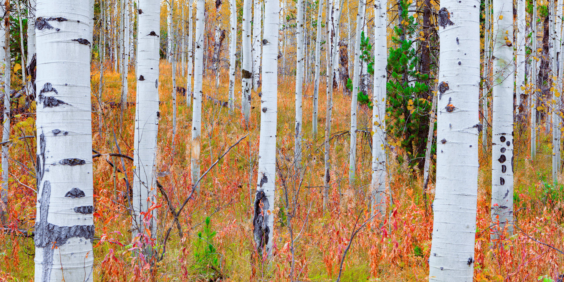 Aspens in Autumn