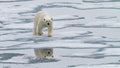 Arctic Lord