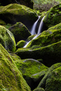 Verdant