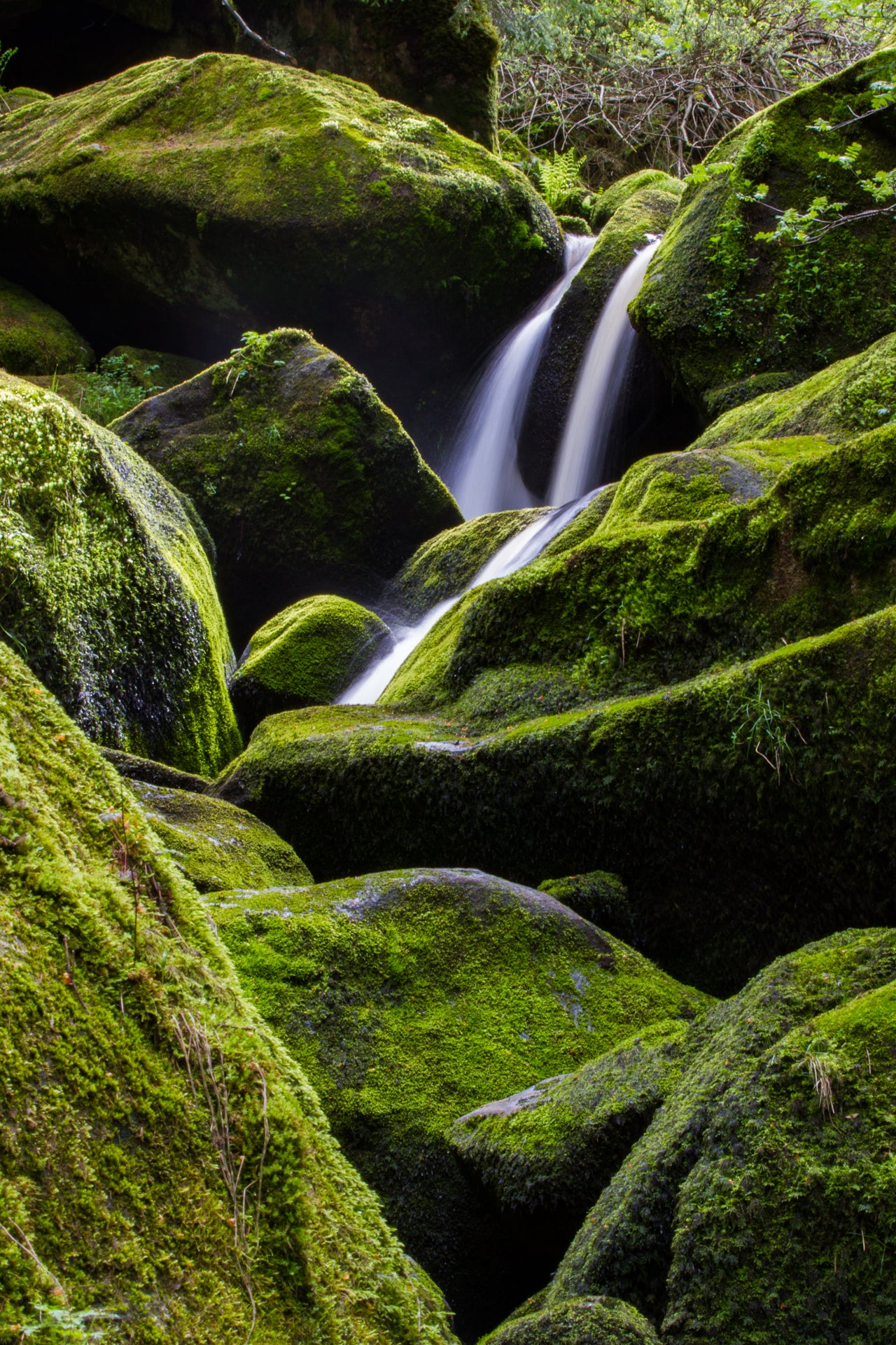 Verdant