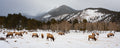 A Whole Lotta Bull
