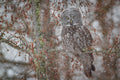 Phantom of the North Woods