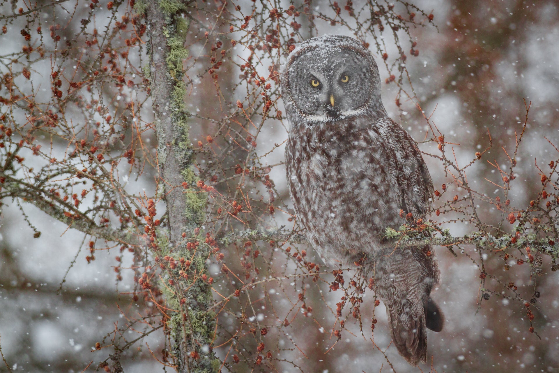 Phantom of the North Woods