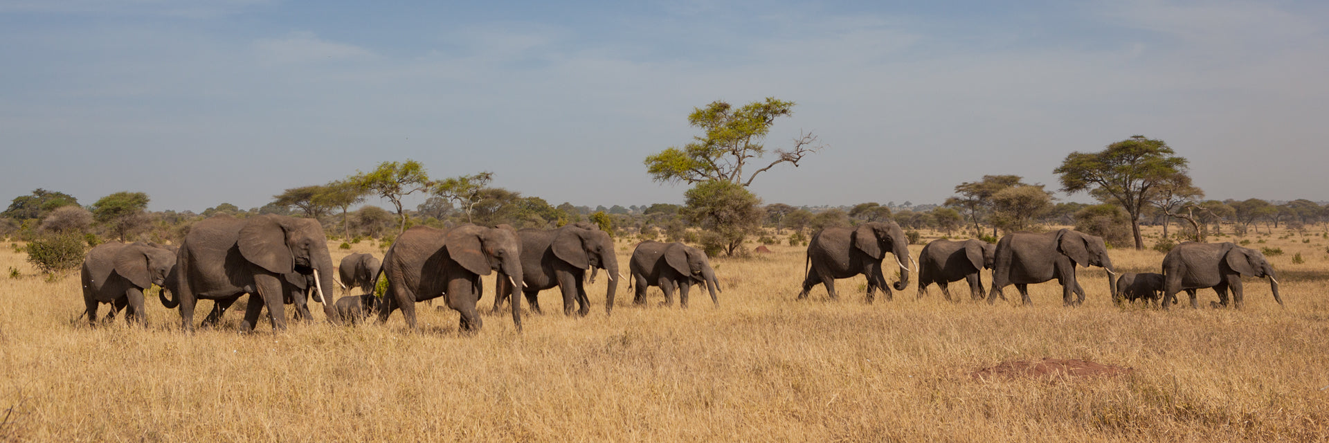 The Herd