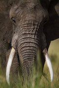 Close Encounter