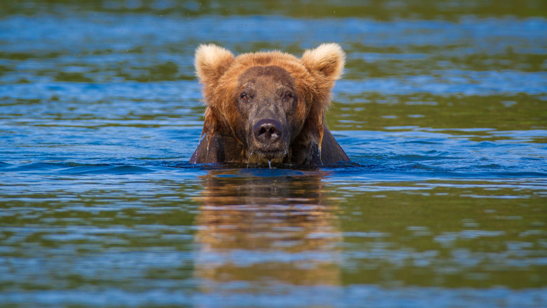 Snorkeling Bear