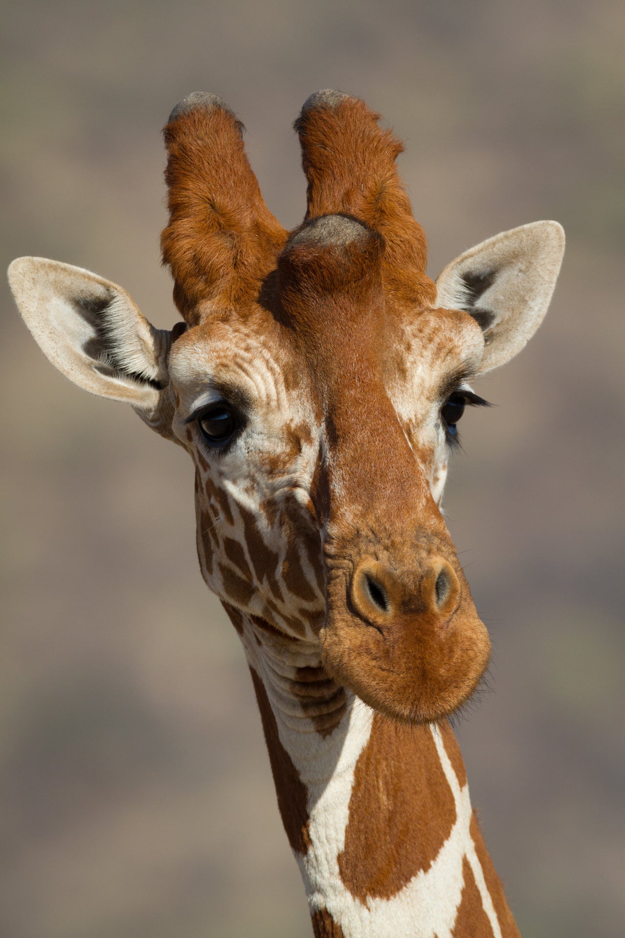 Reticulated Giraffe