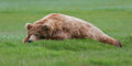 Thinking Bear