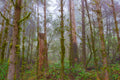 Redwood Dreams