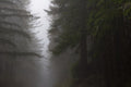 Misty Morning