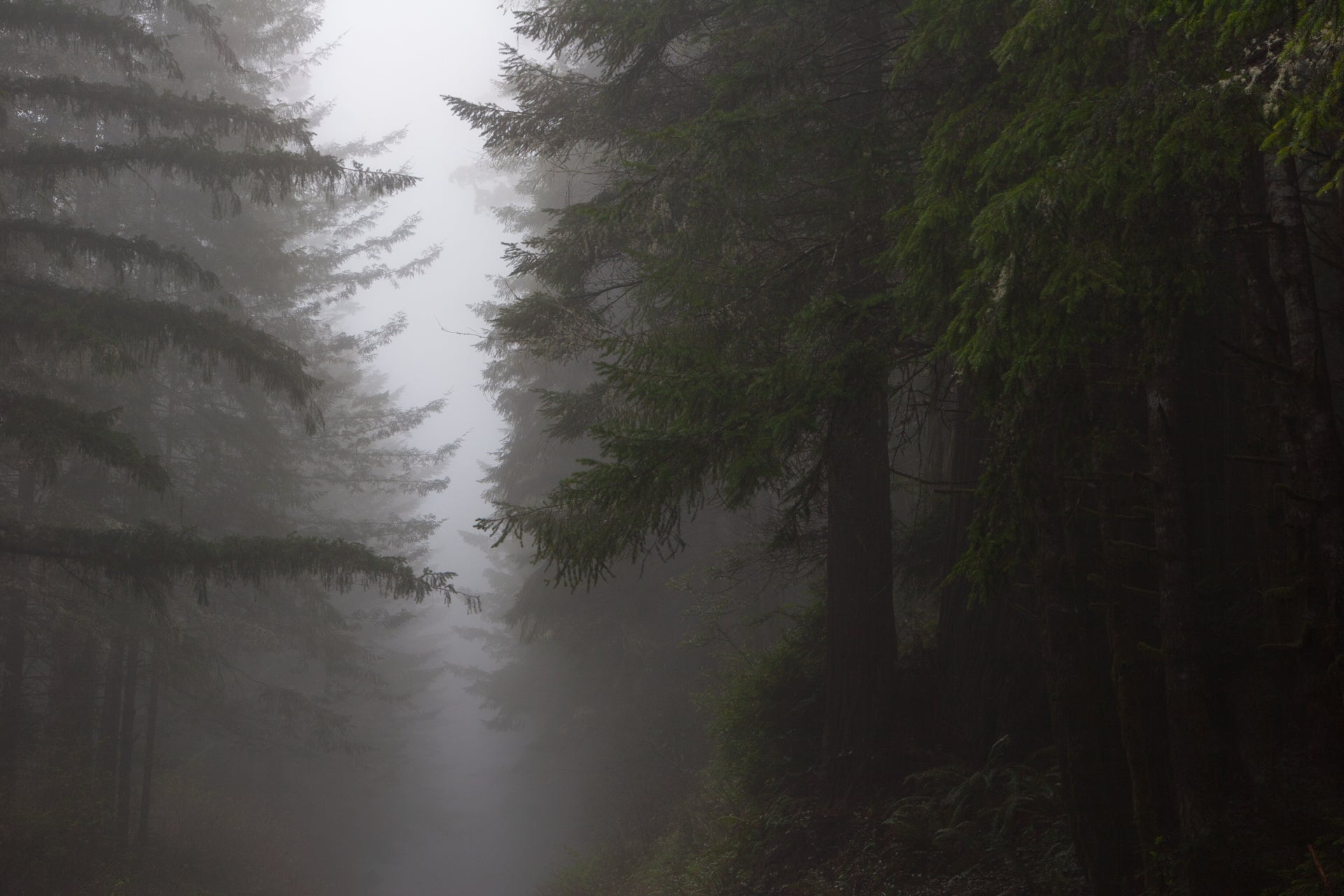 Misty Morning