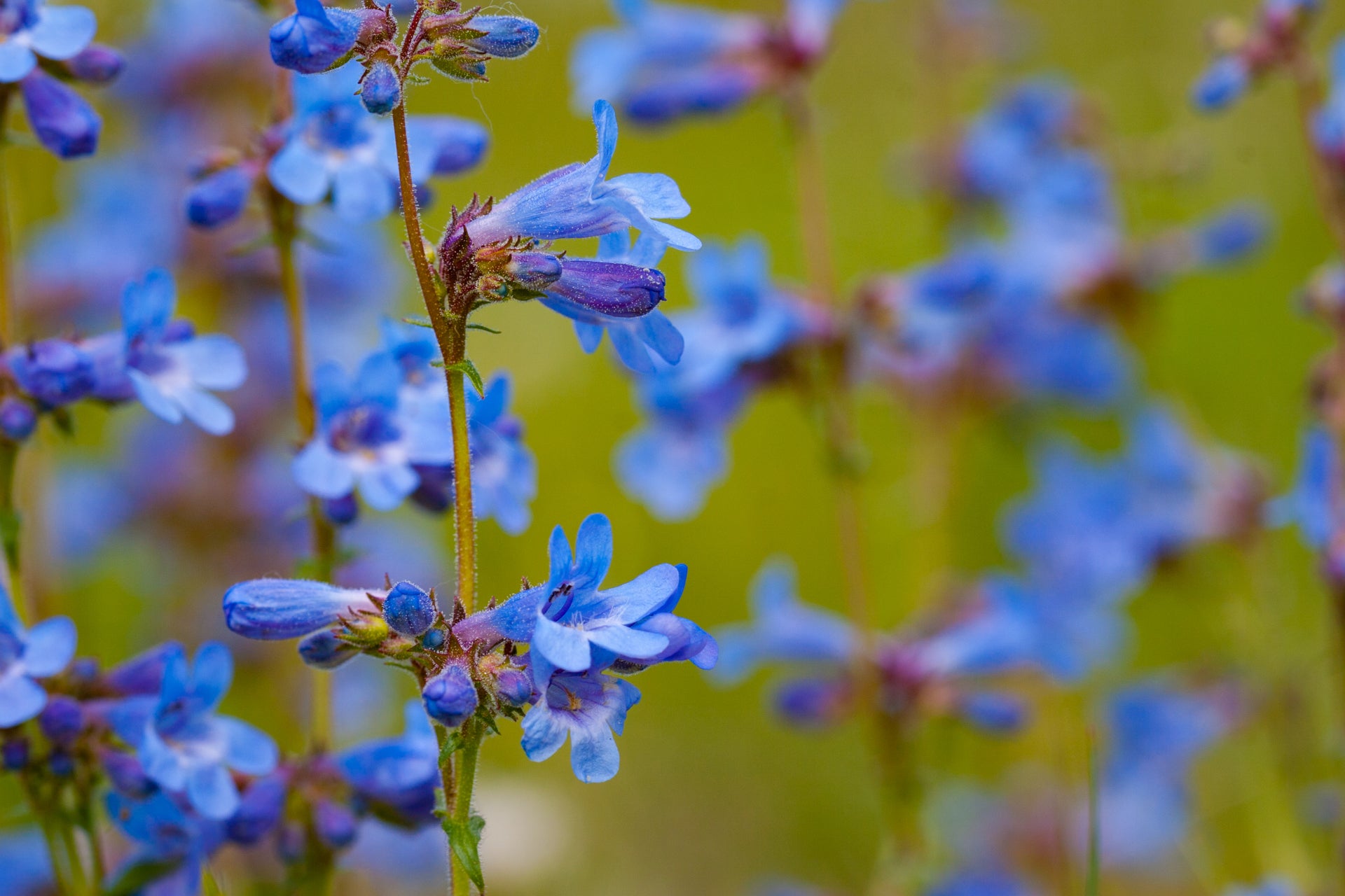 Bluebells
