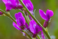 Silvery Lupine
