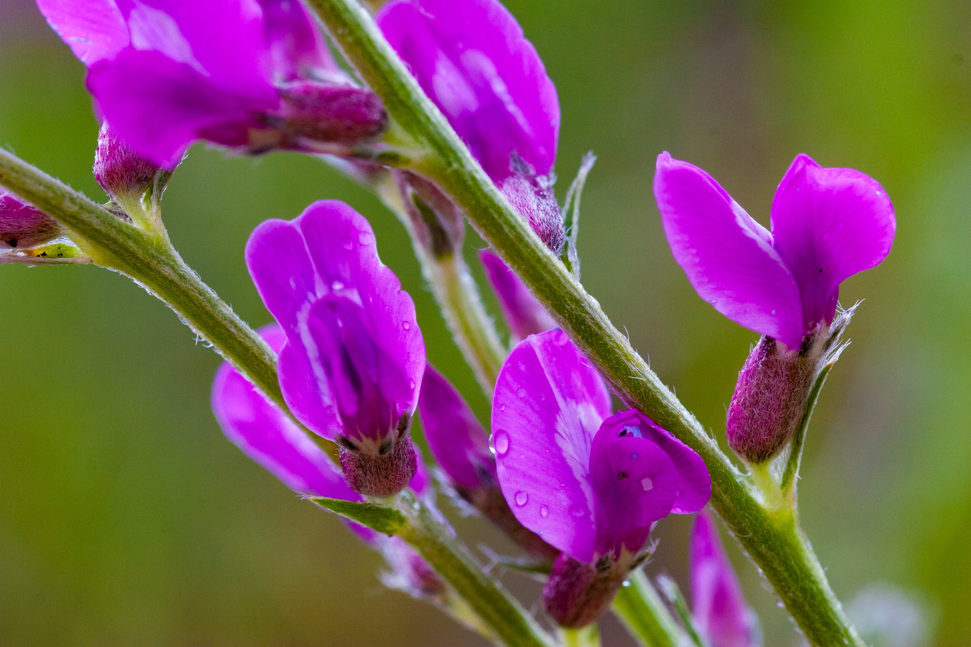 Silvery Lupine